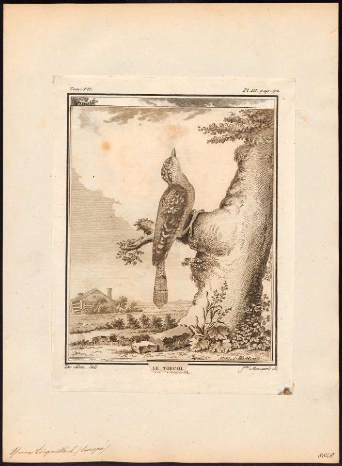 Yunx torquilla - 1700-1880 - Print - Iconographia Zoologica - Special Collections University of Amsterdam - UBA01 IZ18800355