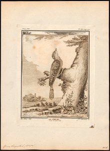 Yunx torquilla - 1700-1880 - Print - Iconographia Zoologica - Special Collections University of Amsterdam - UBA01 IZ18800355