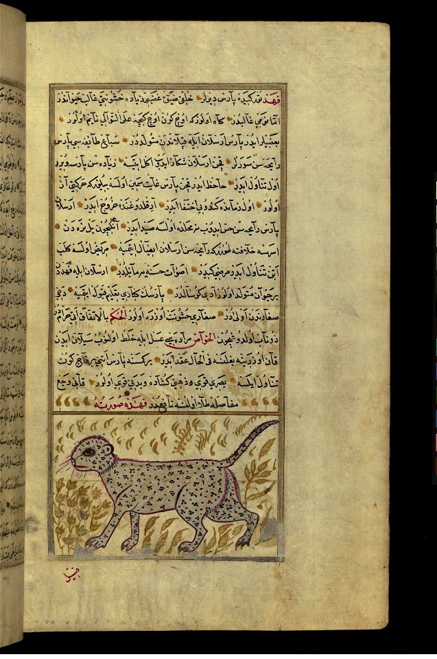 Zakariya ibn Muhammad Qazwini - A Cheetah - Walters W659107B - Full Page
