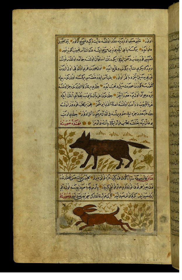 Zakariya ibn Muhammad Qazwini - A Hyena and a Lynx - Walters W659107A - Full Page