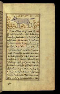Zakariya ibn Muhammad Qazwini - An Ermine - Walters W659109B - Full Page