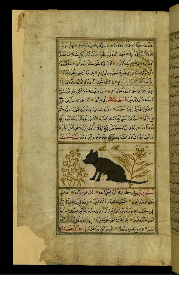 Zakariya ibn Muhammad Qazwini - A Cat - Walters W659105A - Full Page