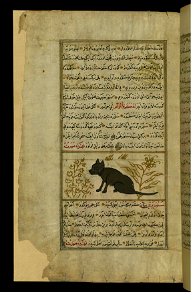 Zakariya ibn Muhammad Qazwini - A Cat - Walters W659105A - Full Page