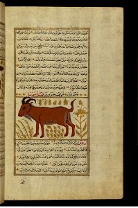 Zakariya ibn Muhammad Qazwini - A Wild Goat - Walters W65994B - Full Page