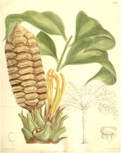 Zamia obliqua