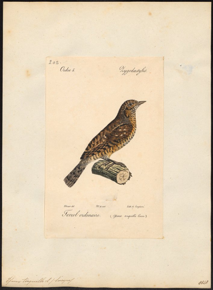 Yunx torquilla - 1842-1848 - Print - Iconographia Zoologica - Special Collections University of Amsterdam - UBA01 IZ18800351