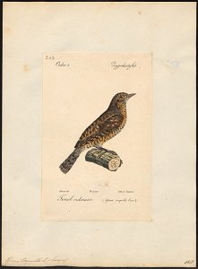 Yunx torquilla - 1842-1848 - Print - Iconographia Zoologica - Special Collections University of Amsterdam - UBA01 IZ18800351