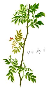Zanthoxylum sp Blanco1.23-cropped