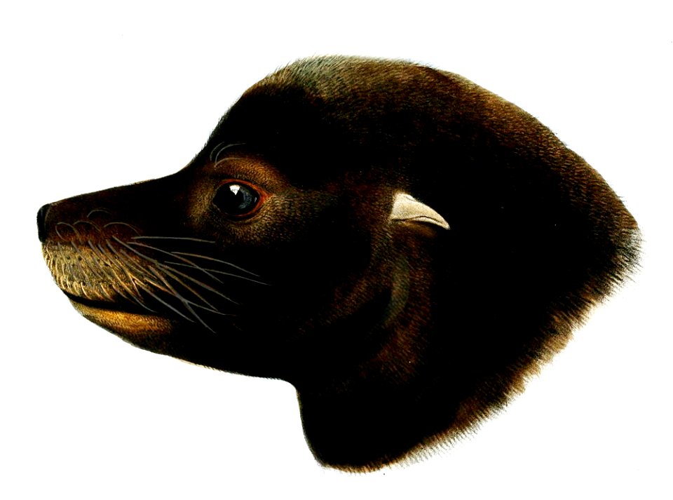 Zalophus californianus head