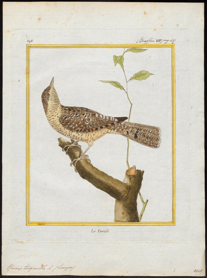 Yunx torquilla - 1700-1880 - Print - Iconographia Zoologica - Special Collections University of Amsterdam - UBA01 IZ18800353