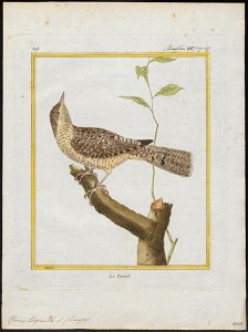 Yunx torquilla - 1700-1880 - Print - Iconographia Zoologica - Special Collections University of Amsterdam - UBA01 IZ18800353