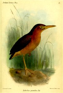 ZebrilusPumilus1Smit