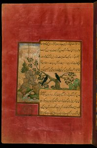 Zahir al-Din Muhammad Babur - Birds of Hindustan - Starlings, Called Pandavali - Walters W59631A - Full Page. Free illustration for personal and commercial use.