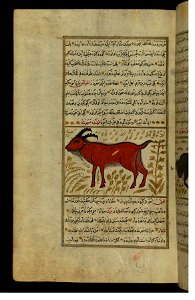 Zakariya ibn Muhammad Qazwini - A Goat - Walters W65993A - Full Page