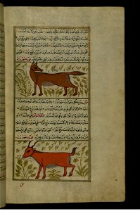 Zakariya ibn Muhammad Qazwini - A Fox and a Young Billy Goat - Walters W65998B - Full Page