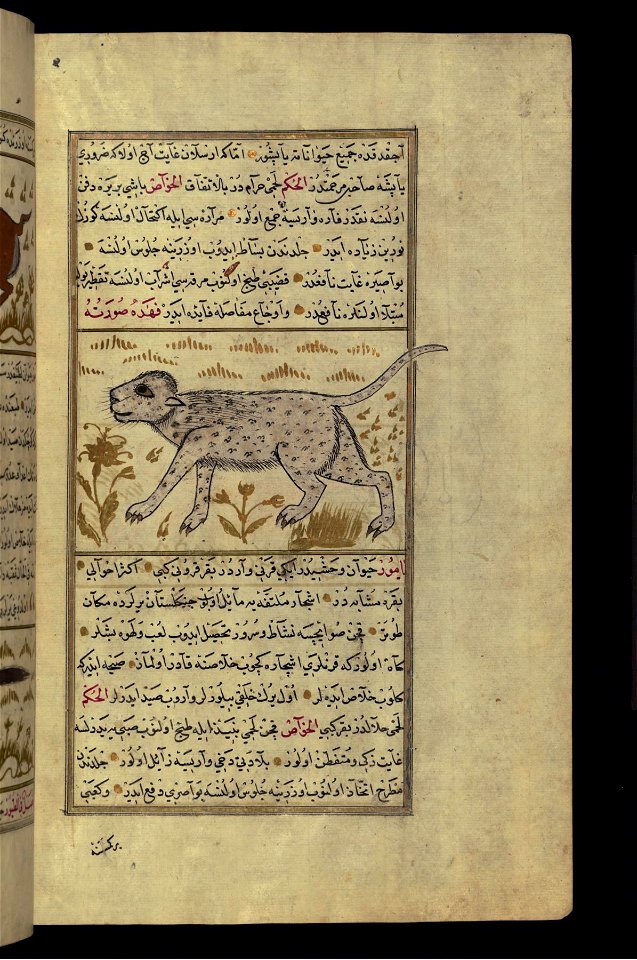 Zakariya ibn Muhammad Qazwini - A Leopard - Walters W659113B - Full Page