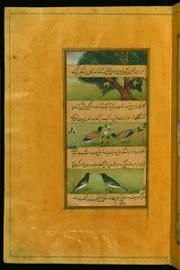 Zahir al-Din Muhammad Babur - Birds of Hindustan - Bats and Ducks - Walters W59629A - Full Page. Free illustration for personal and commercial use.