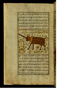 Zakariya ibn Muhammad Qazwini - An Animal with One Horn Aras - Walters W659106A - Full Page