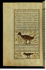 Zakariya ibn Muhammad Qazwini - A Turkey and a Bird Called Abu Haruz - Walters W659115A - Full Page