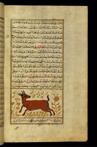 Zakariya ibn Muhammad Qazwini - A Gazelle - Walters W65993B - Full Page