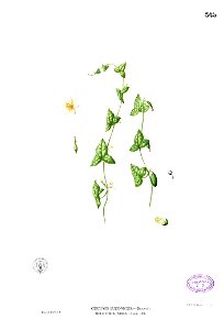 Zehneria indica Blanco2.365