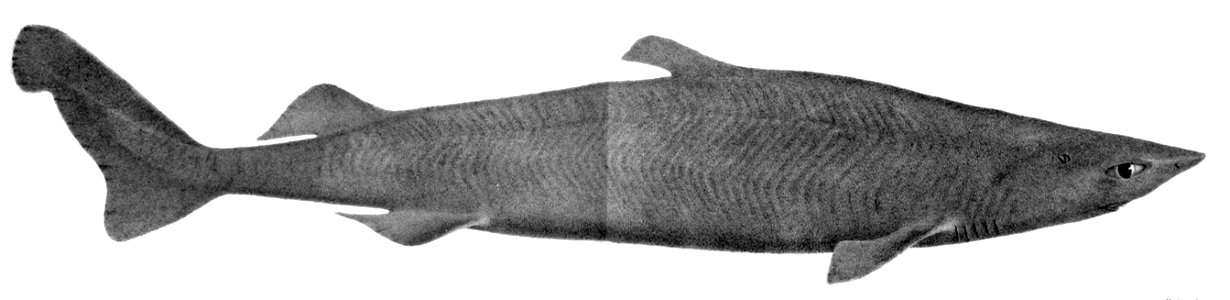 Zameus squamulosus1