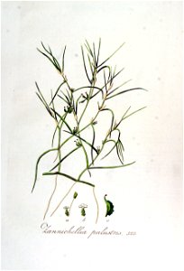 Zannichellia palustris — Flora Batava — Volume v7. Free illustration for personal and commercial use.