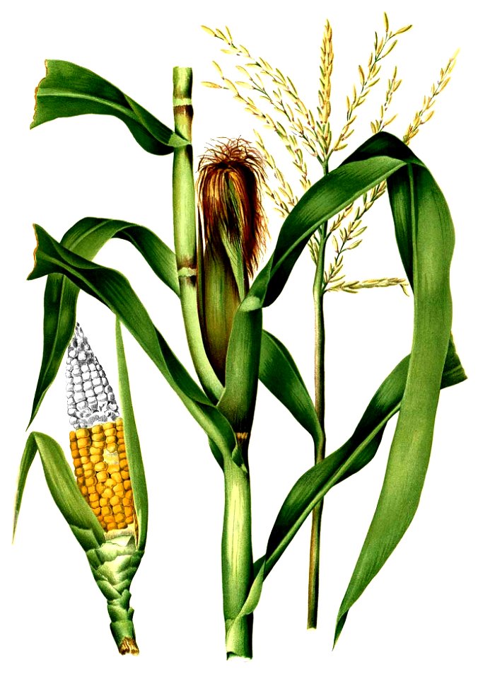 Zea mays Blanco2.279-cropped