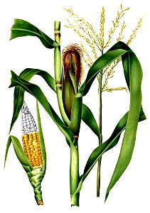 Zea mays Blanco2.279-cropped
