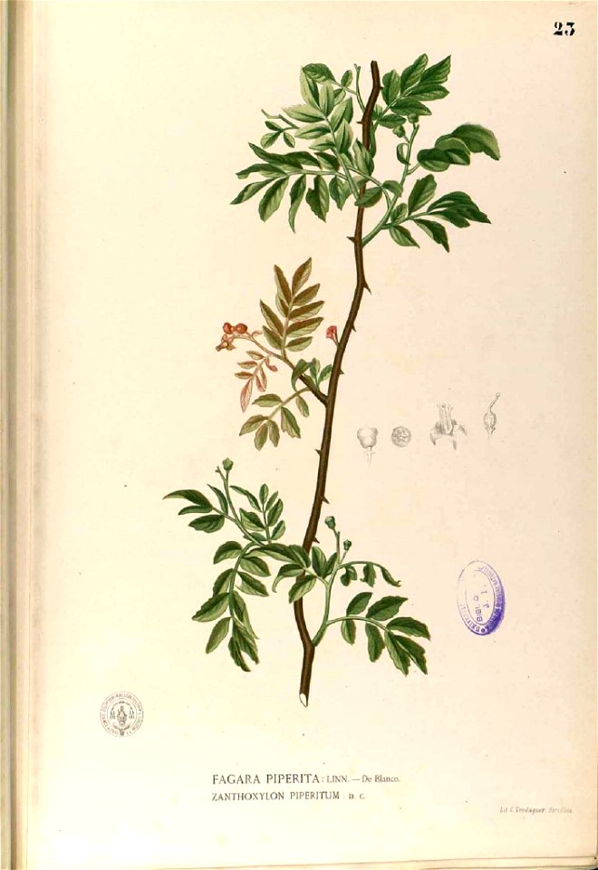 Zanthoxylum sp Blanco1.27-original