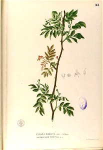 Zanthoxylum sp Blanco1.27-original