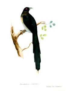 ZanclostomusViridirostrisJerdon