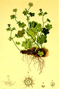 Zahlbrucknera paradoxa Atlas Alpenflora