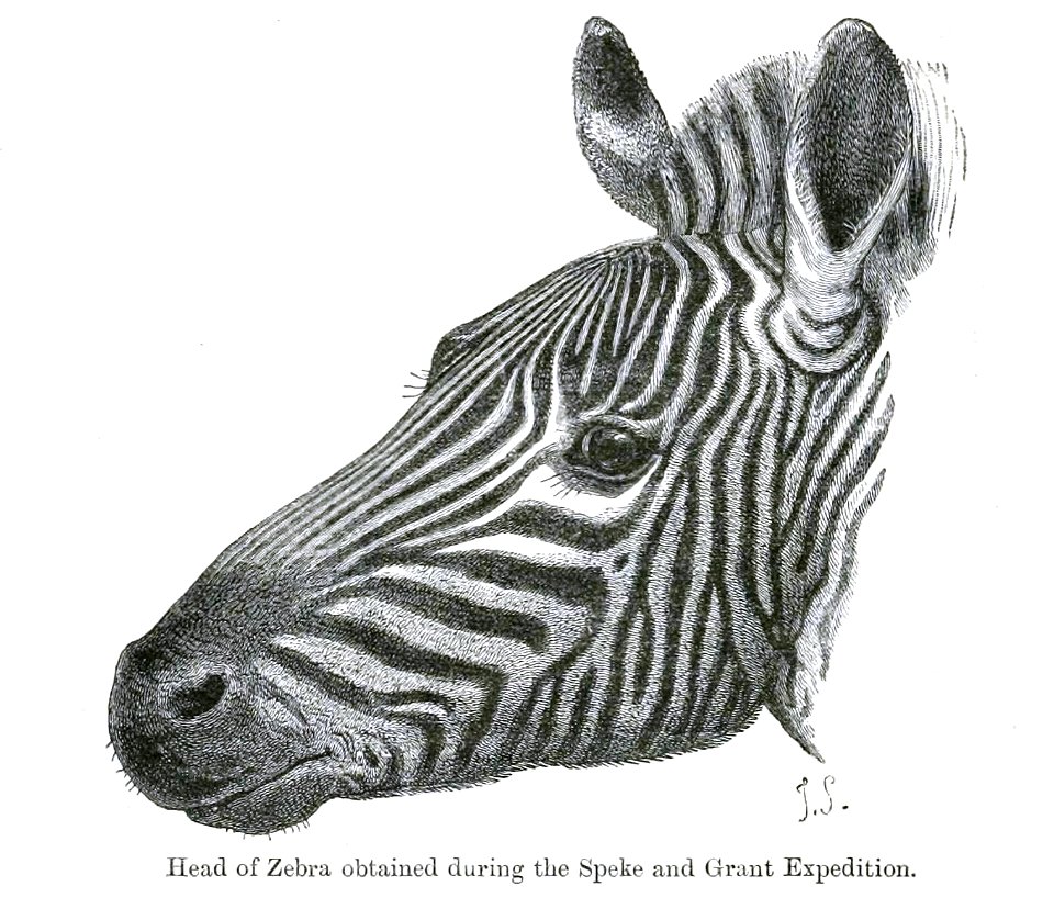 ZebraSmit