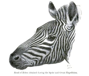 ZebraSmit