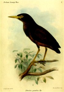 ZebrilusPumilus2Smit