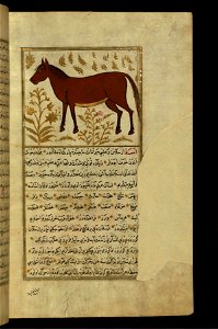 Zakariya ibn Muhammad Qazwini - A Horse - Walters W65976B - Full Page