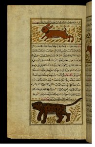 Zakariya ibn Muhammad Qazwini - A Rabbit and a Tiger - Walters W65996A - Full Page