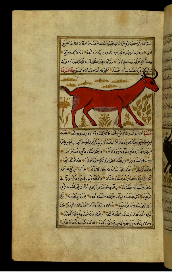 Zakariya ibn Muhammad Qazwini - A Giraffe - Walters W65992A - Full Page