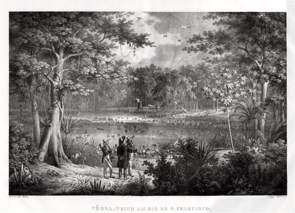 Yögel teich am rio de S. Francisco, da Coleção Brasiliana Iconográfica