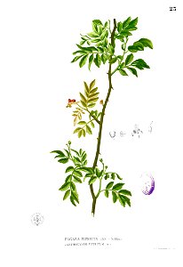 Zanthoxylum sp Blanco1.23