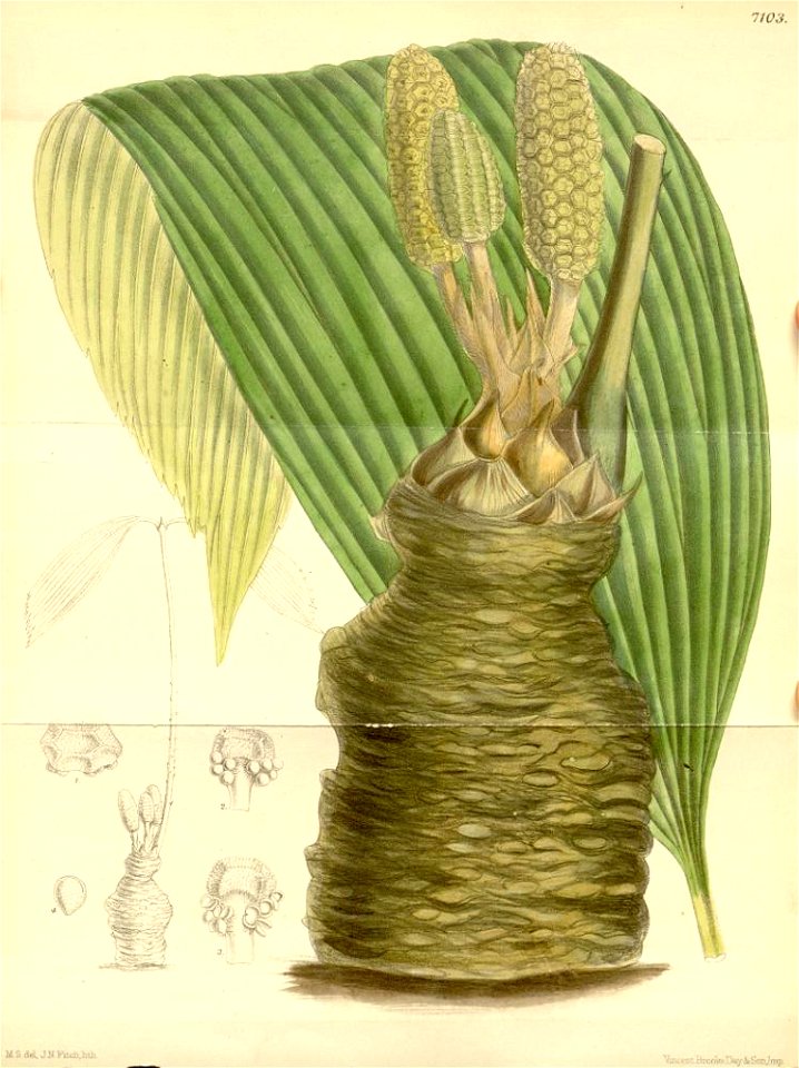 Zamia wallisii