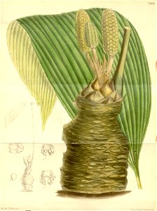 Zamia wallisii