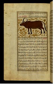 Zakariya ibn Muhammad Qazwini - A Cow or a Bull - Walters W65990A - Full Page