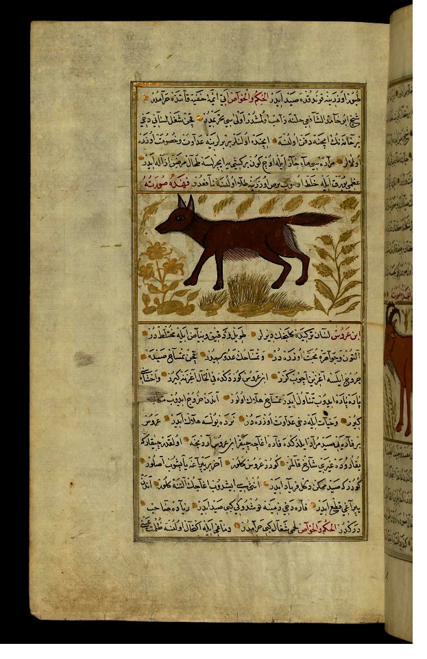 Zakariya ibn Muhammad Qazwini - A Jackal - Walters W65995A - Full Page
