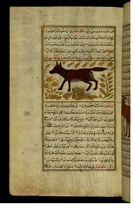Zakariya ibn Muhammad Qazwini - A Jackal - Walters W65995A - Full Page