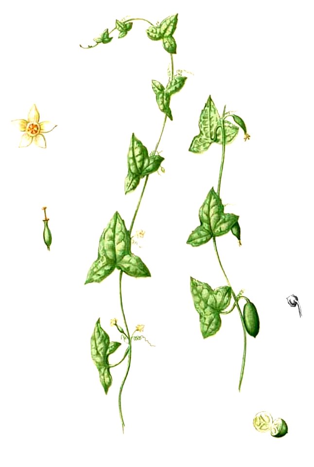 Zehneria indica Blanco2.365-cropped