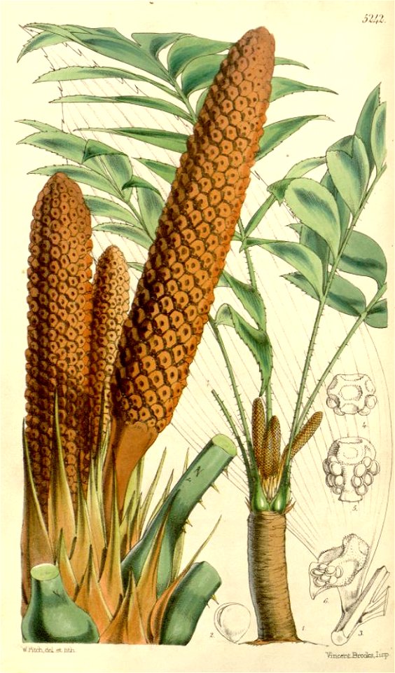 Zamia skinneri