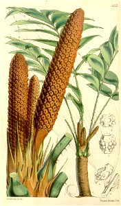 Zamia skinneri