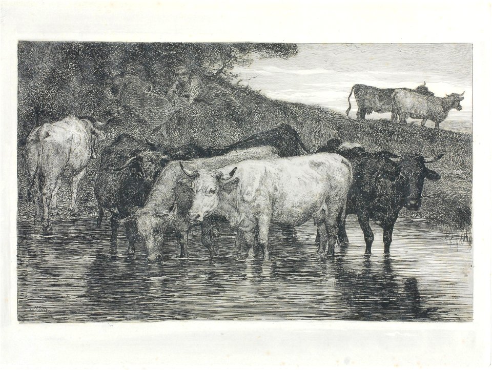Zentralbibliothek Solothurn - Kühe am Wasser - aa0593